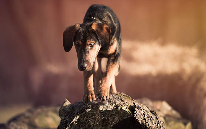 Społeczność łowiecka wymienia się anonsami