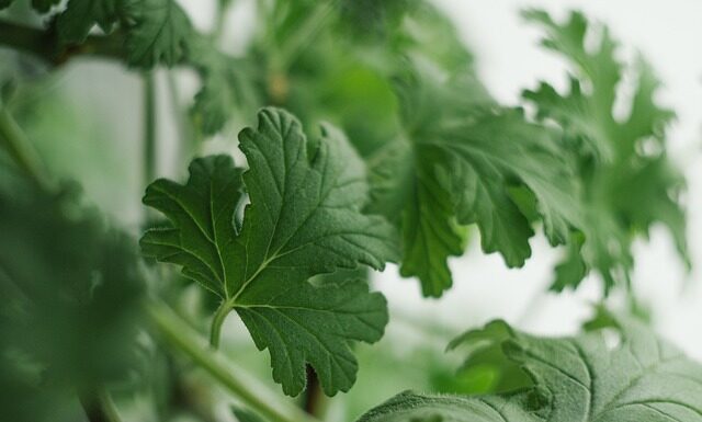 Kto podarował Stasiowi i Nel lekarstwo na chorobę Nel?