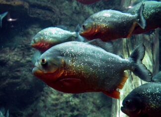 Czym żywią się piranie? Czym żywią się piranie?