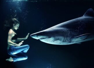 Czy da się kupic rekina? Czy da się kupic rekina?